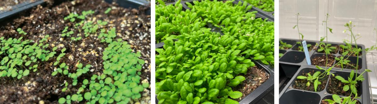 photos of juvenile flowering and fruiting Arabidopsis thaliana  