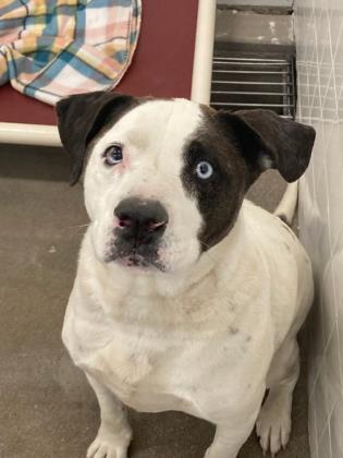 Clyde a terrier american pit bull mix sits in the animal shelter