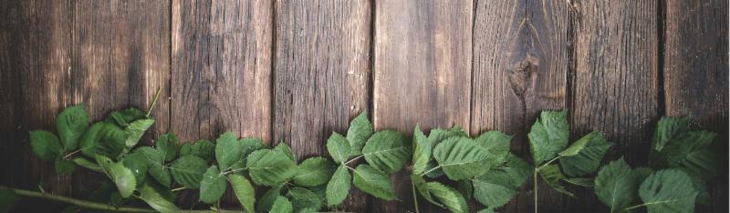 THE VINE The Midtown Montessori Newsletter