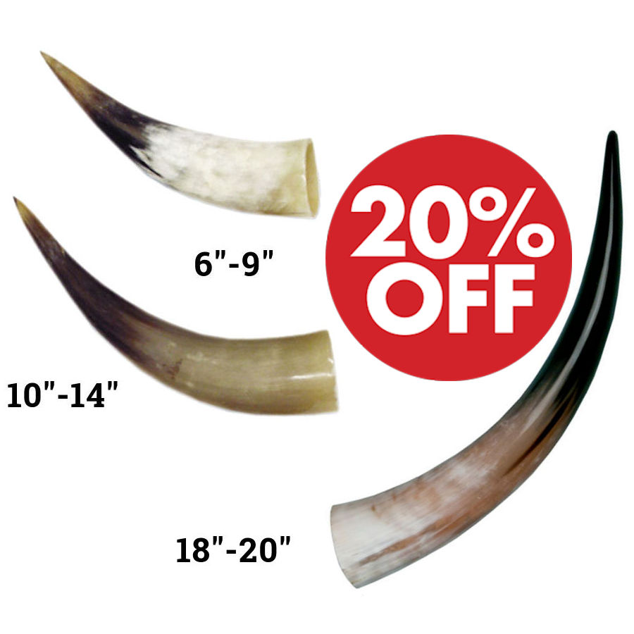 Polished Steer Horns 6in-20in - Crazy Crow Trading Post