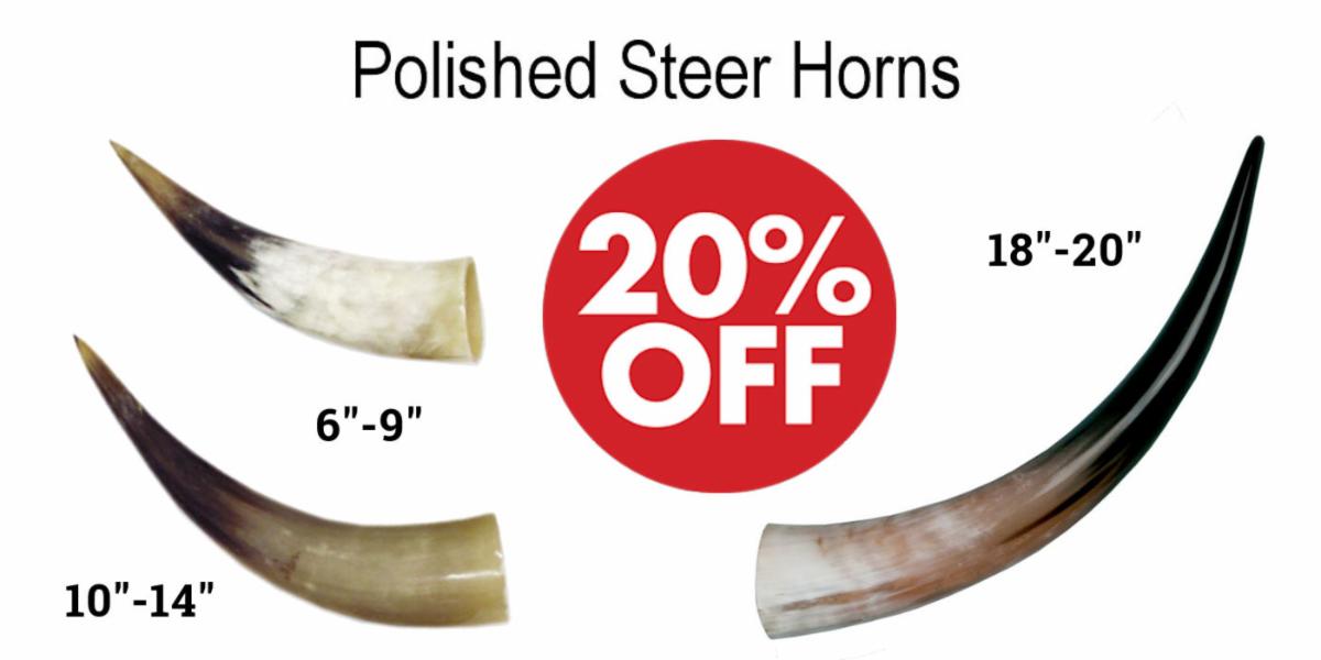 Polished Steer Horns - Crazy Crow Crow Calls Sale