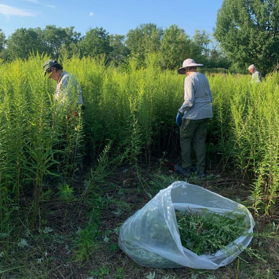 Mugwort Acacia 8-9-24