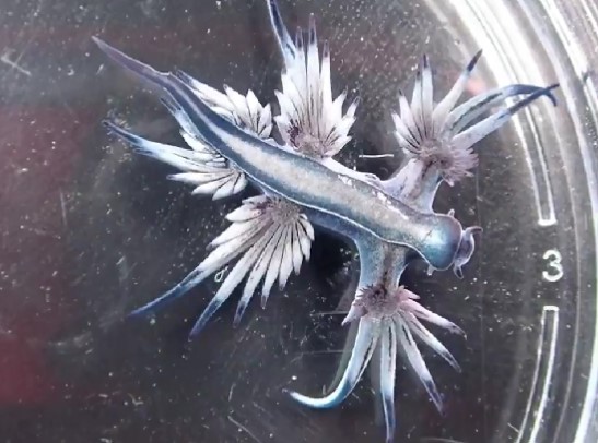 Blue Sea Dragon.jpg