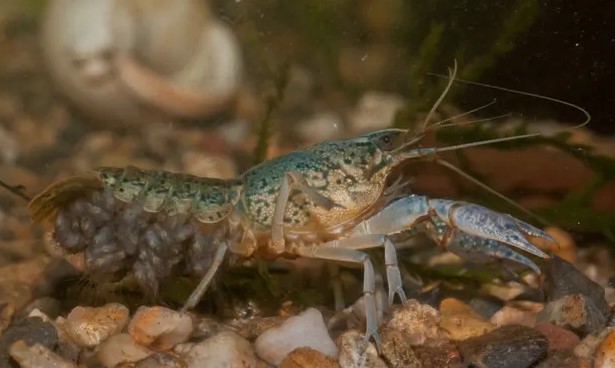 Marbled Crayfish.jpg