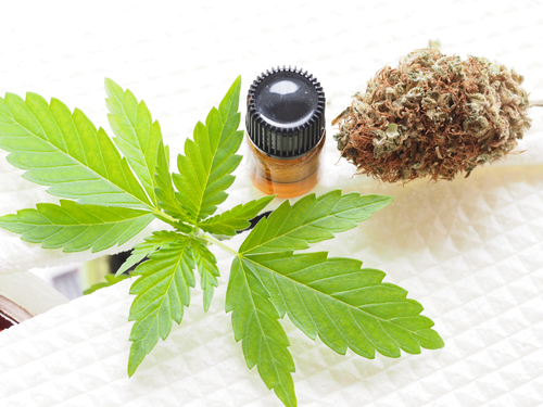 cbd oil in bottle. medical marijuana.cannabis plant