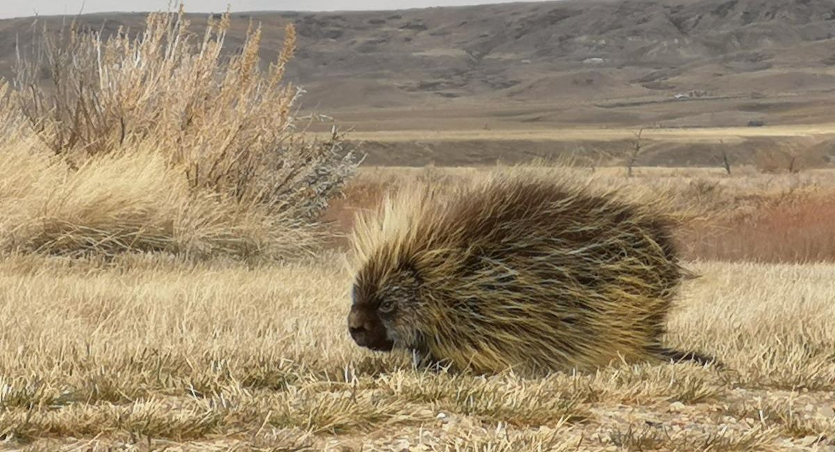 Photo of a porcupine by Caitlin Mroz-Sailer