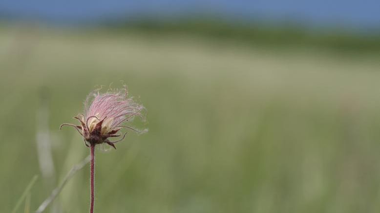 3-Flowered-Avens
