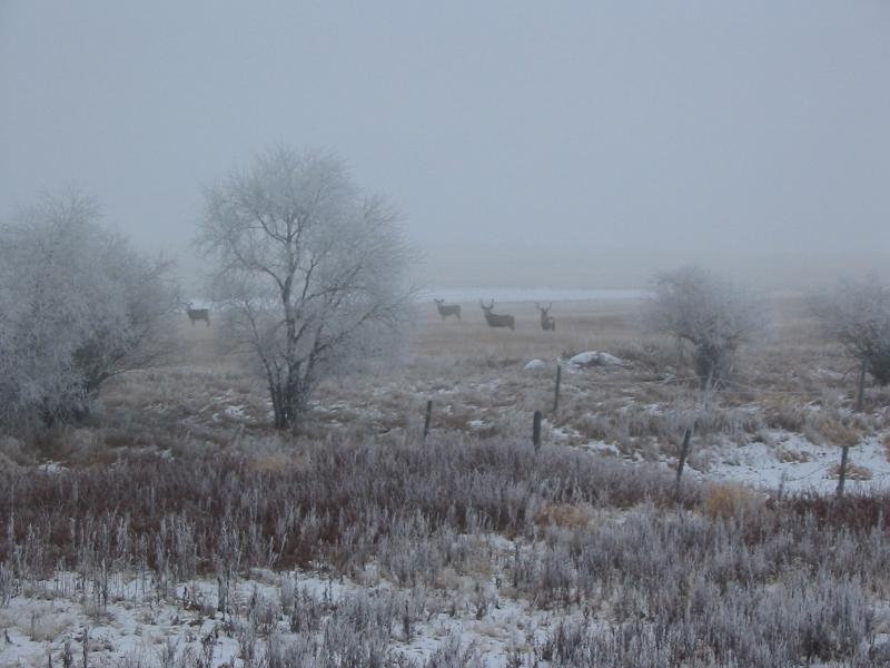 Deer in Winter
