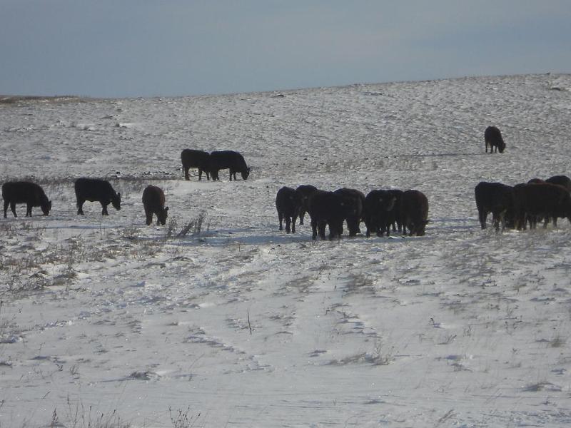 Cattle grazing in the snow