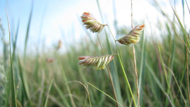 Buffalo grass
