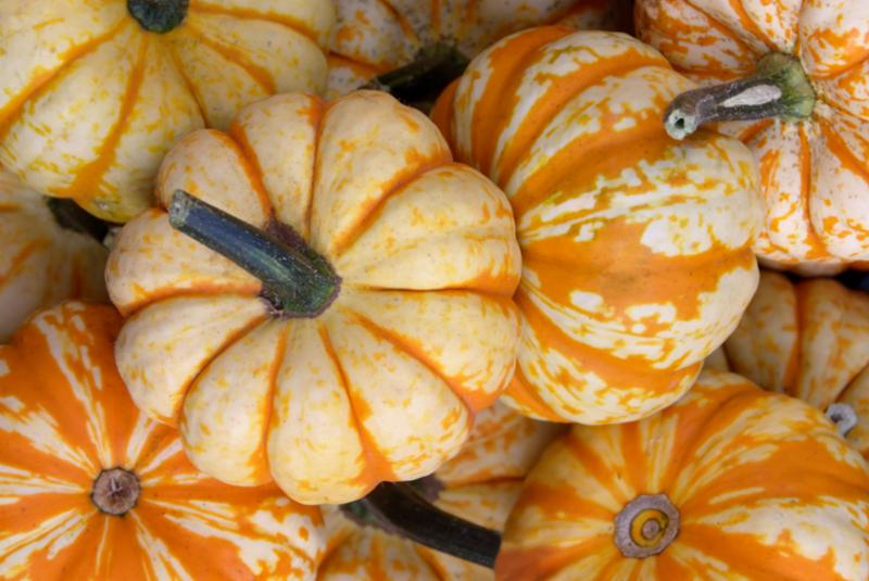 small_pumpkins.jpg