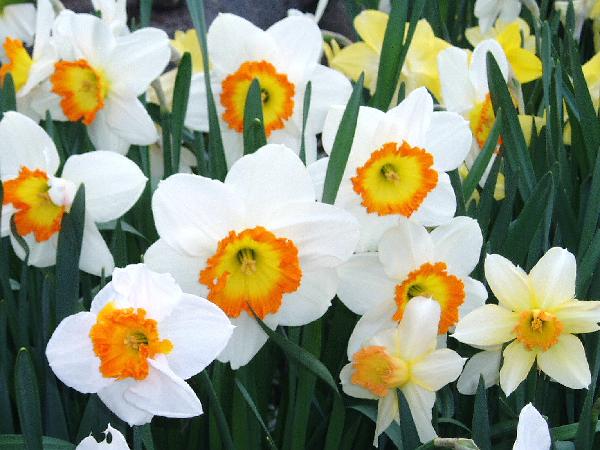 close daffs