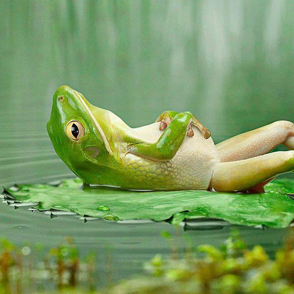 Daydreaming-Frog