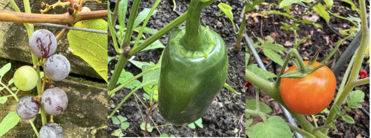 0816 Garden