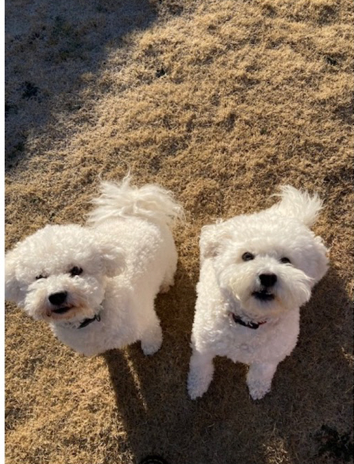 From Robin. Please Read. Urgent Transport & Foster Home Needed for 4