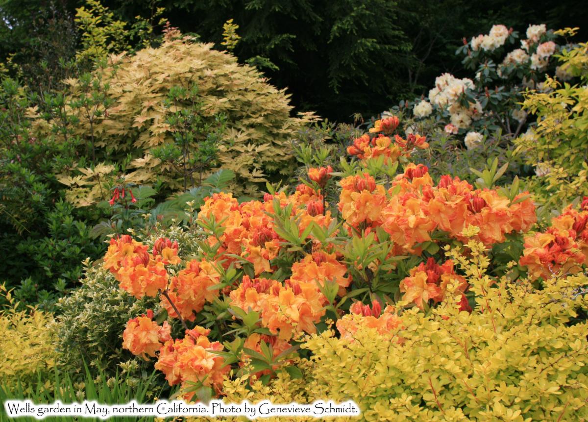 40% OFF Selected Rhododendrons This Week!