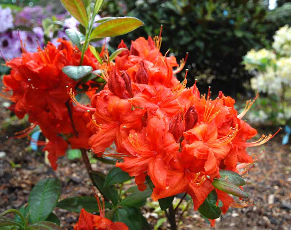 Midweek Plant Deals: 20% Off Special Plants!