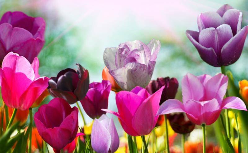 colorful_tulips.jpg
