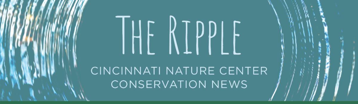 2022-071-RippleEffect-EmailHeader-v3.jpeg