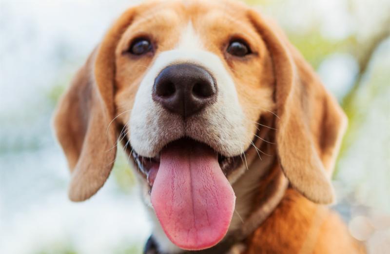 beagle_puppy_closeup.jpg