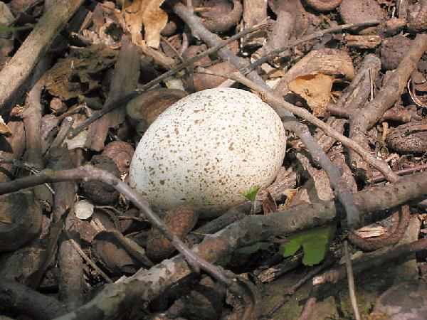 Single bird egg