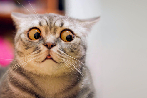 Skeptic surprised cat thinking  dont know what to do_ big eyes closeup. Tabby cat look side dont know_ funny face. Cute tabby cat looking scared_ thinking. Wide eyed kitten dont know why_ portrait