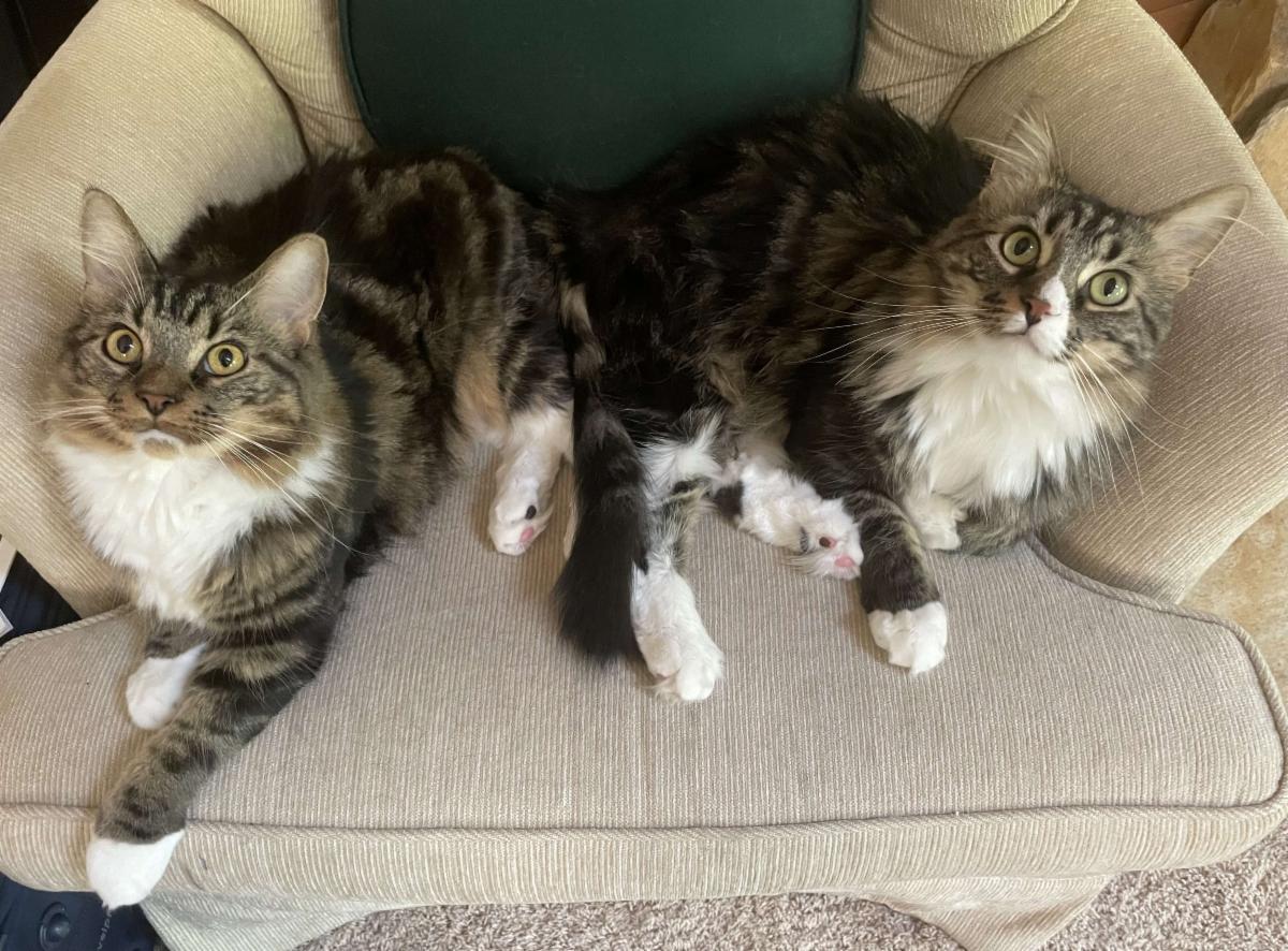 Cats enjoying benefits