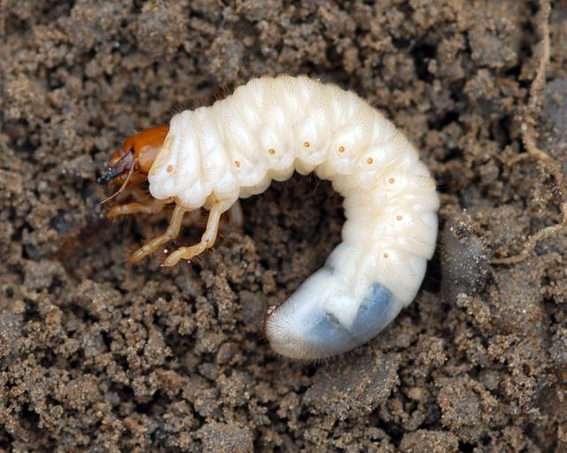 grub1.jpg