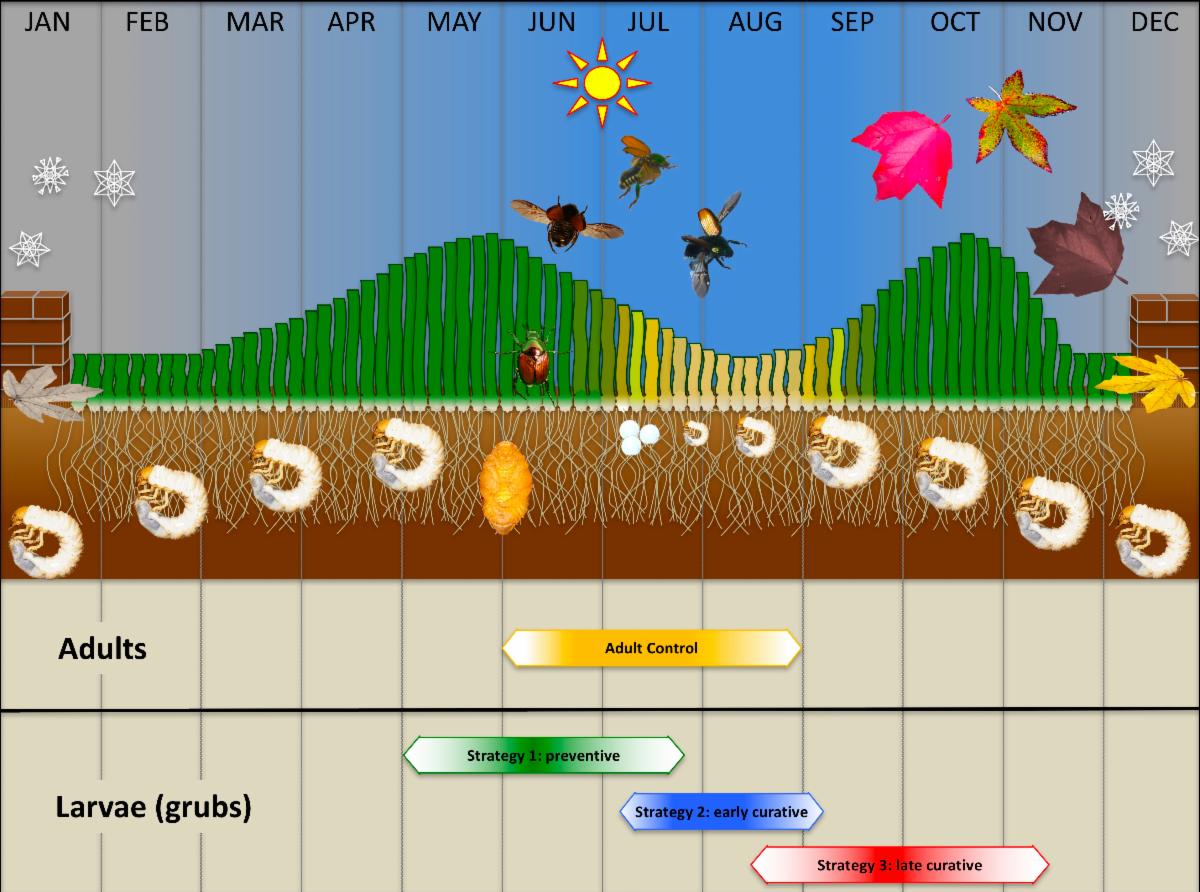 Life Cycle Purdue Entomology.jpg