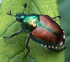 japanesebeetle.jpeg