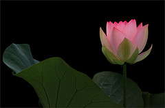 pink lotus