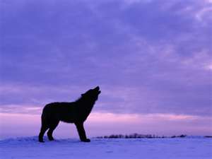 01309286-604e-4b44-91d0-e0add7924f94 image