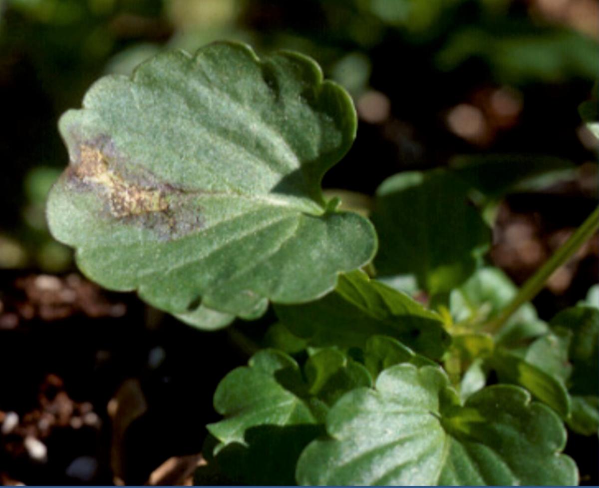 Leaf Spot on Poinsettia / Pansy Problems / Culinary Herb Survey