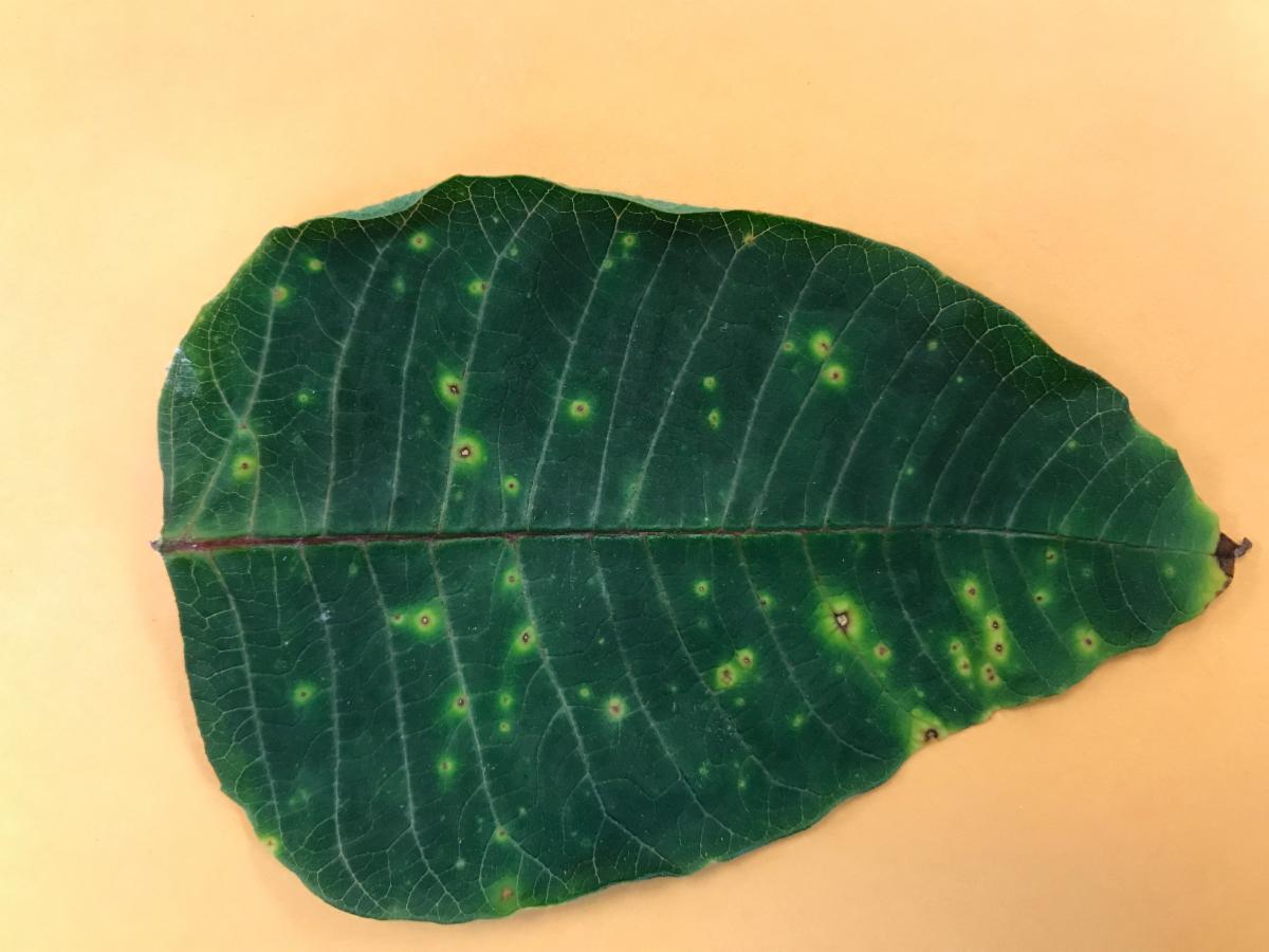 Leaf Spot on Poinsettia / Pansy Problems / Culinary Herb Survey