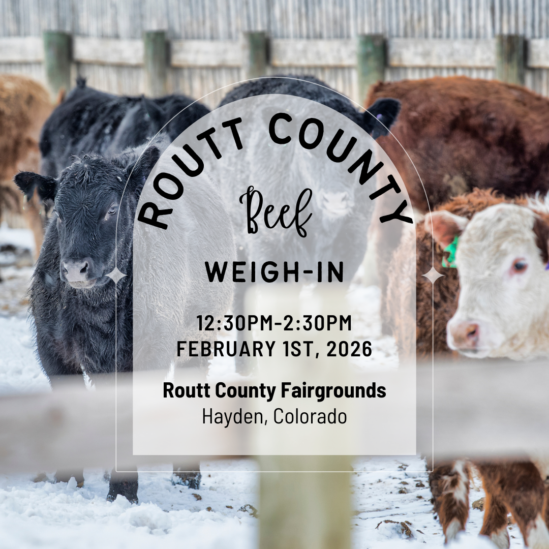 Routt County Beef Weigh-In Poster