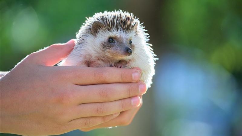 Hedgehog
