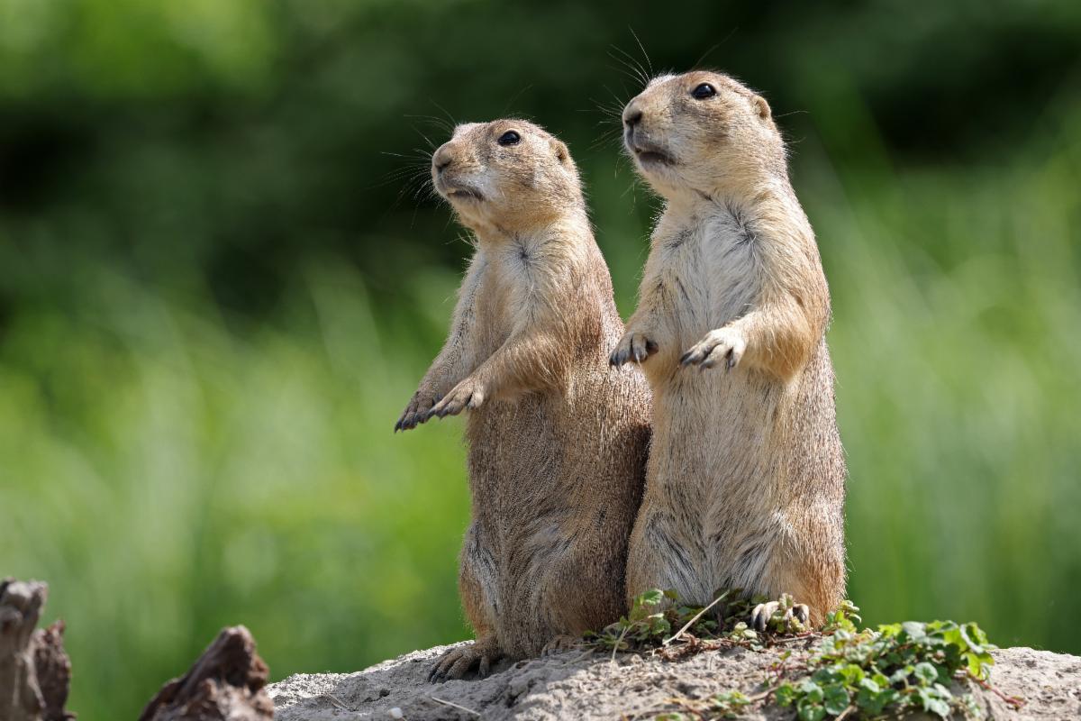two prairie dogs outside standing up
