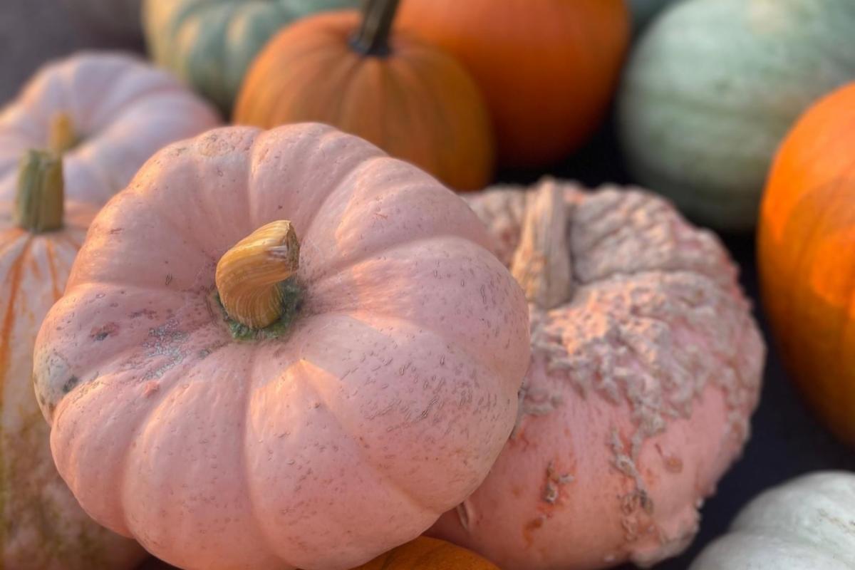 Stack of colorful pumpkins
