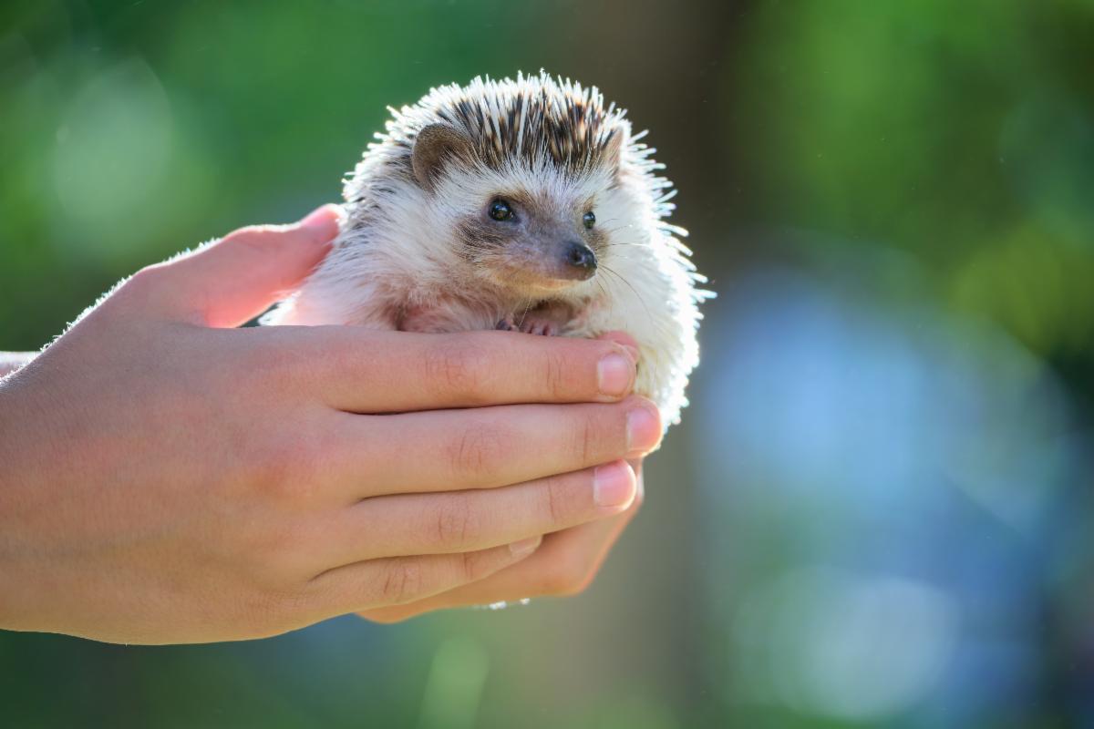 Hedgehog being held in hands