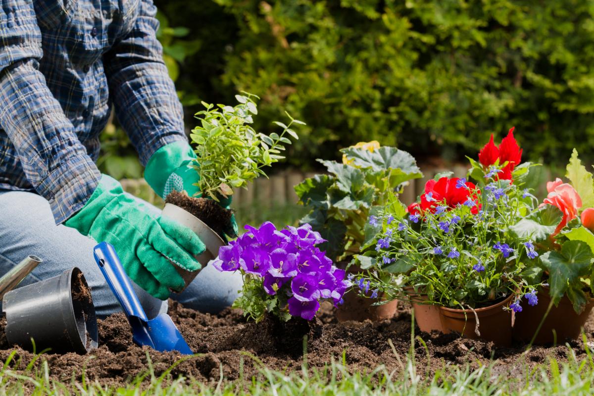 person placing flowers in an outdoor garden