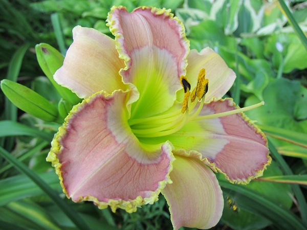 Daylily 'Heaven's Declaring'