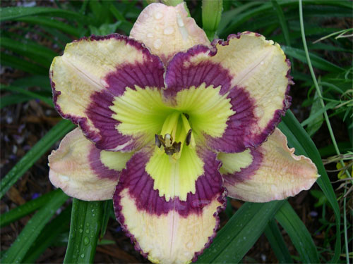 Daylily 'Spacecoast Seashells'