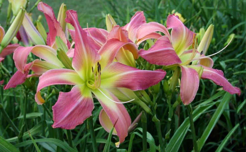 photo of 'Webster's Pink Wonder' by Julie Covington