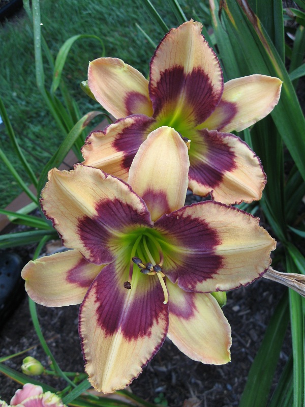 Daylily 'Lollipop's Whiskers'