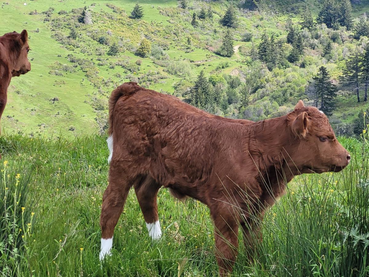 2022 Red Calf.jpg