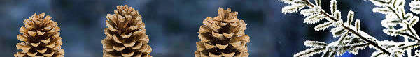 seasonal_pinecones.jpg