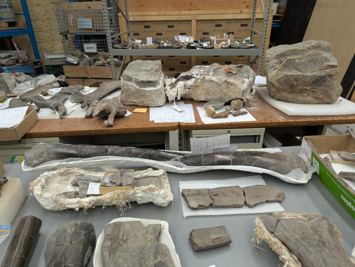 Specimens