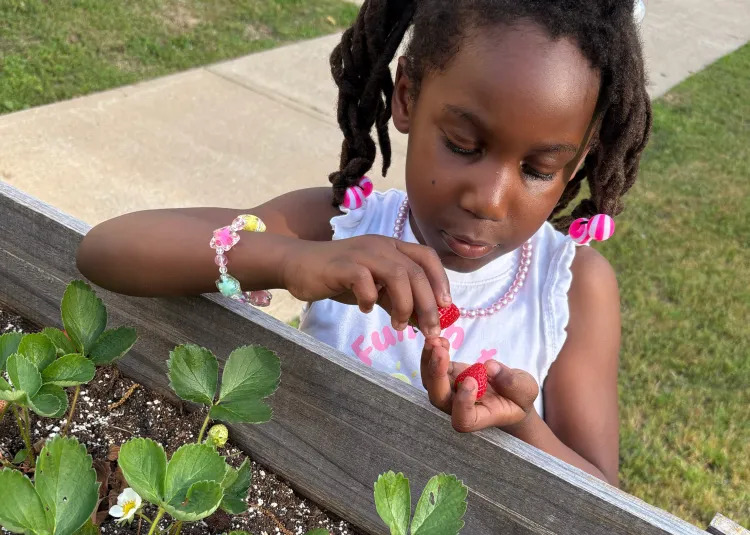 Girl Picking Strawberries