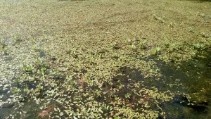 Pond Overgrown