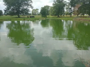 Dense-phytoplankton-bloom